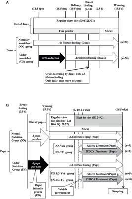 Comparative Analysis of Gene Expression Profiles in the Adipose Tissue of Obese Adult Mice With Rapid Infantile Growth After Undernourishment In Utero